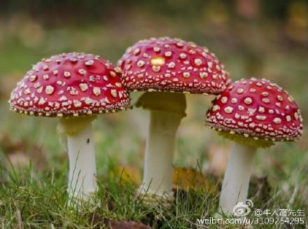 澳门王中王心水王中王和一家6口吃蘑菇中毒与一家六口吃蘑菇中毒